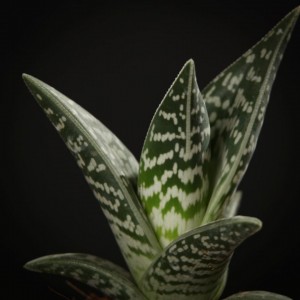 Aloe variegata Magic - gruen - Pflanzen - 02091 - Certi