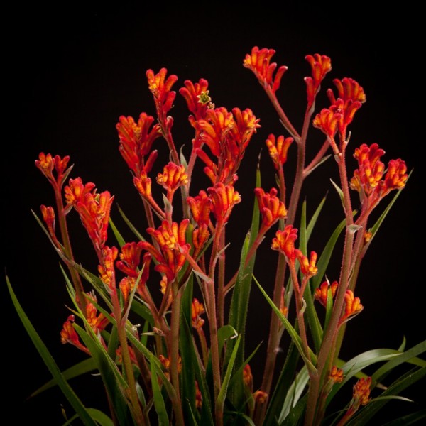 Anigozanthos Beauty star  – rote – Pflanzen – 02253 – Certi