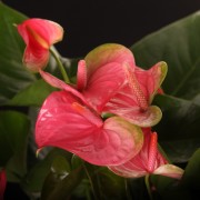 Anthurium Pandola - rosa - Anthurium - Pflanzen - 14023 - Certi