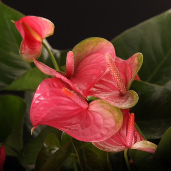 Anthurium Pandola – rosa – Anthurium – Pflanzen – 14023 – Certi Anthurium Pandola – rosa – Anthurium – Pflanzen – 14023 – Certi