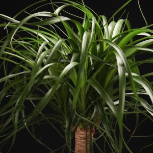 Beaucarnea Recurvata - gruen - Pflanzen - 00518 - Certi