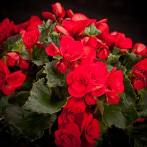 Begonia Elatior Baladin - rote - Pflanzen - 02255 - Certi