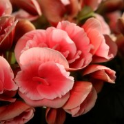 Begonia Elatior Borias - violett - Pflanzen - 02294 - Certi