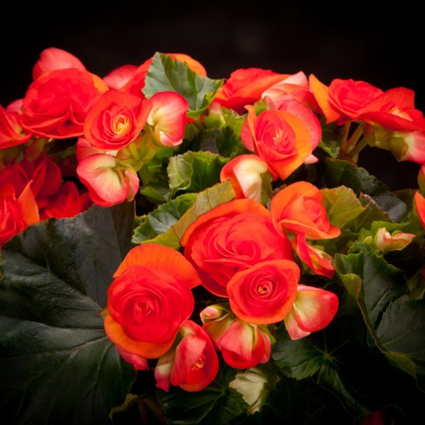 Begonia Elatior Reina – orange – Pflanzen – 02256 – Certi