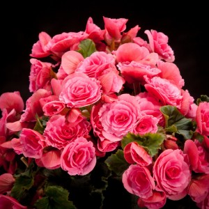 Begonia elatior Berseba - rosa - Pflanzen - 02254 - Certi