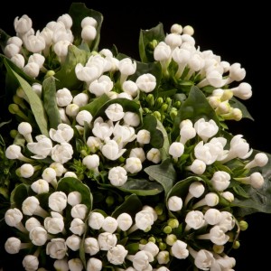 Bouvardia Sparkless White - weiss - Blumen - 01933 - Certi