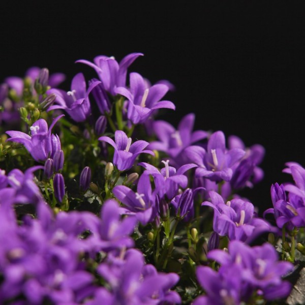 Campanula Ambella Purple – blau – Patio – Pflanzen – 90532 – Certi