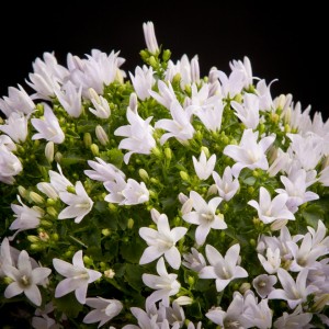 Campanula Ambella White - weiss - Patio - Pflanzen - 02229 - Certi