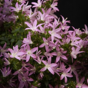 Campanula poscharskyana ADANSA Pink - rosa - Patio - Pflanzen - 01533 - Certi