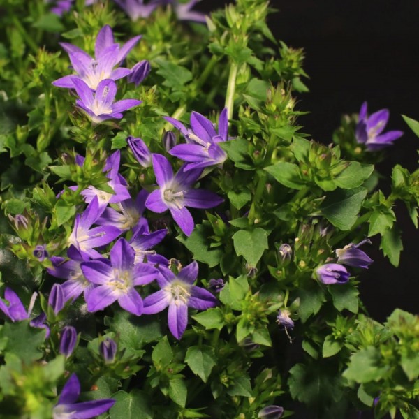 Campanula poscharskyana ADANSA Purple – violett – Patio – Pflanzen – 01534 – Certi Campanula poscharskyana ADANSA Purple – violett – Patio – Pflanzen – 01534 – Certi