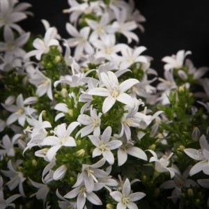 Campanula poscharskyana ADANSA White - weiss - Patio - Pflanzen - 01535 - Certi