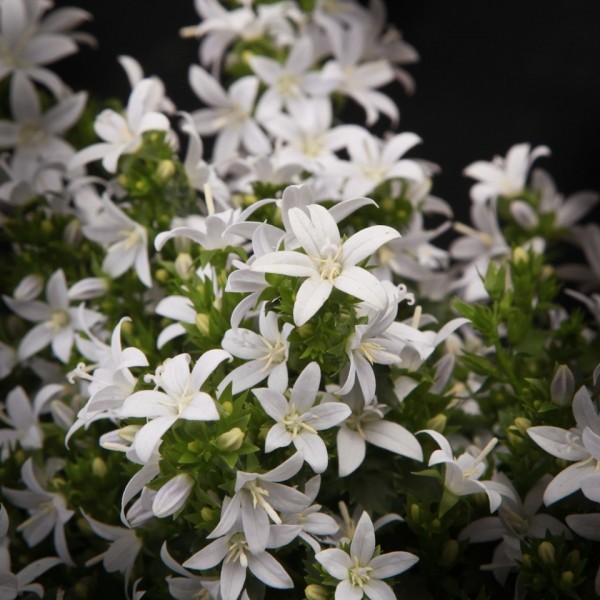 Campanula poscharskyana ADANSA White – weiss – Patio – Pflanzen – 01535 – Certi
