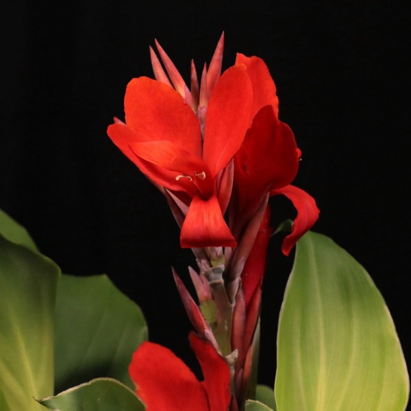 Canna Indica Kreta – rote – Patio – Pflanzen – 00835 – Certi