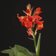 Canna indica Madeira – rote – Patio – Pflanzen – 00842 – Certi Canna indica Madeira – rote – Patio – Pflanzen – 00842 – Certi