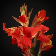 Canna indica Madeira - rote - Patio - Pflanzen - 00842 - Certi