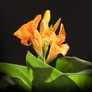 Canna indica Tenerife - orange - Patio - Pflanzen - 02259 - Certi