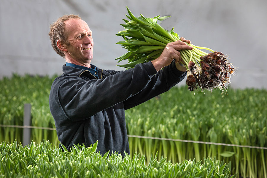 Certi-Unsere-Tulpen-sind-nicht-einfach-Tulpen