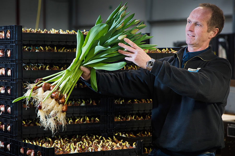 Certi-Unsere-Tulpen-sind-nicht-einfach-Tulpen
