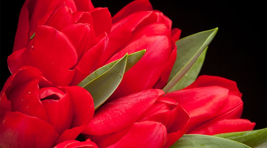 Certi-Unsere-Tulpen-sind-nicht-einfach-Tulpen