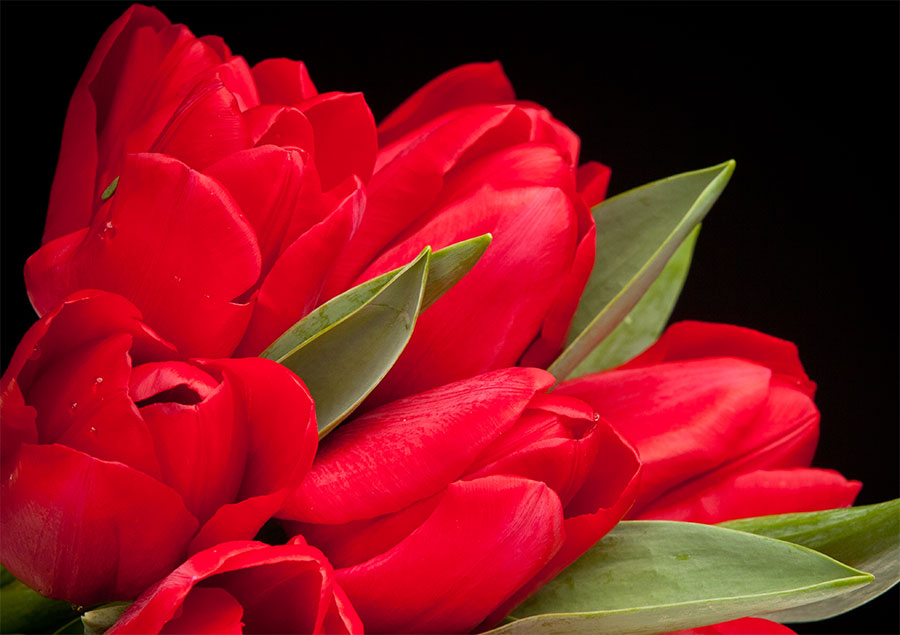 Certi-Unsere-Tulpen-sind-nicht-einfach-Tulpen