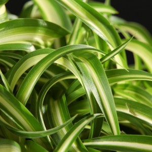 Chlorophythum Bonnie - weiss - Pflanzen - 01316 - Certi