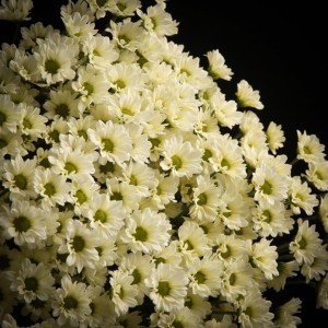 Chrysanthemum Santini  Madiba Lindi Cream - weiss - Snij Chrysant Santini - Blumen - 01429 - Certi