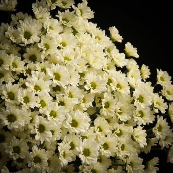 Chrysanthemum Santini  Madiba Lindi Cream – weiss – Snij Chrysant Santini – Blumen – 01429 – Certi