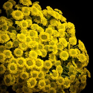 Chrysanthemum Santini Madiba Meshi Green - gruen - Snij Chrysant Santini - Blumen - 02272 - Certi