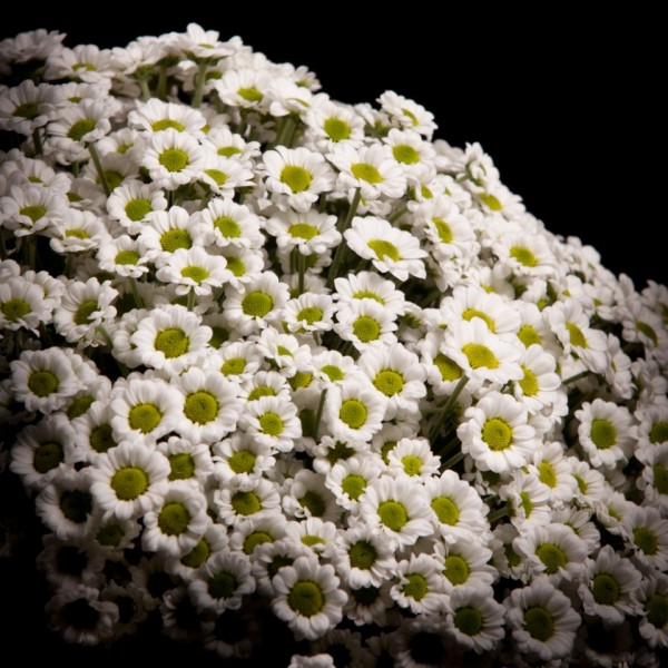 Chrysanthemum Santinii Madiba Lindi White – weiss – Snij Chrysant Santini – Blumen – 01281 – Certi