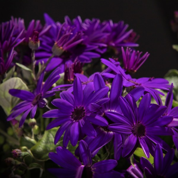 Cineraria Senetti Deep Blue – blau – Pflanzen – 00341 – Certi