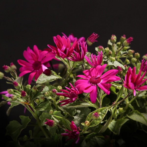Cineraria Senetti Magenta – violett – Pflanzen – 00342 – Certi Cineraria Senetti Magenta – violett – Pflanzen – 00342 – Certi