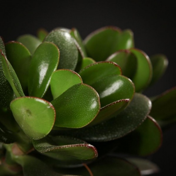 Crassula Magical Tree – gruen – Pflanzen – 01827 – Certi