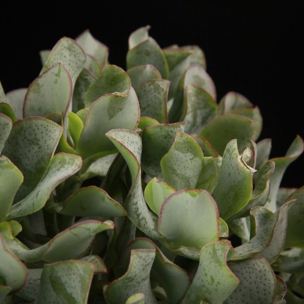 Crassula Undulatifolia – grau – Pflanzen – 01957 – Certi Crassula Undulatifolia – grau – Pflanzen – 01957 – Certi