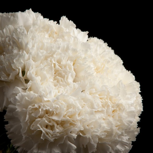 Dianthus Gwen – weiss – Snij Dianthus gevuld – Blumen – 01964 – Certi
