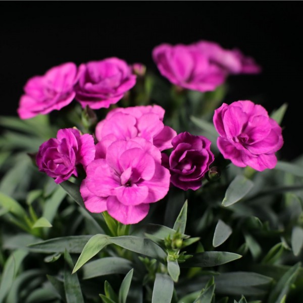 Dianthus caryophyllus Peman – violett – Patio – Pflanzen – 01489 – Certi