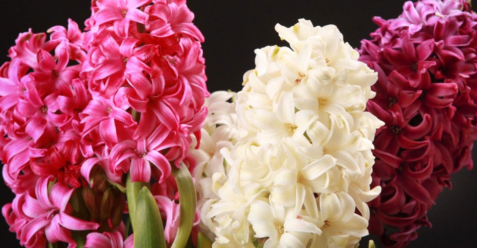 Die-unergründliche-Natur-Hyazinthen