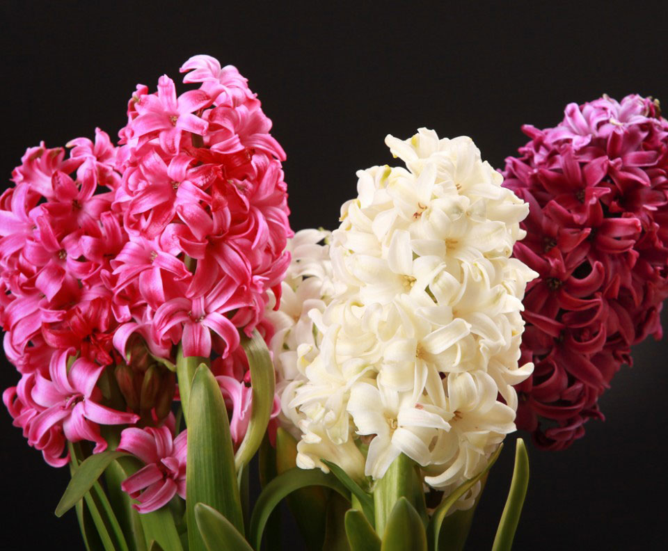 Die-unergründliche-Natur-Hyazinthen