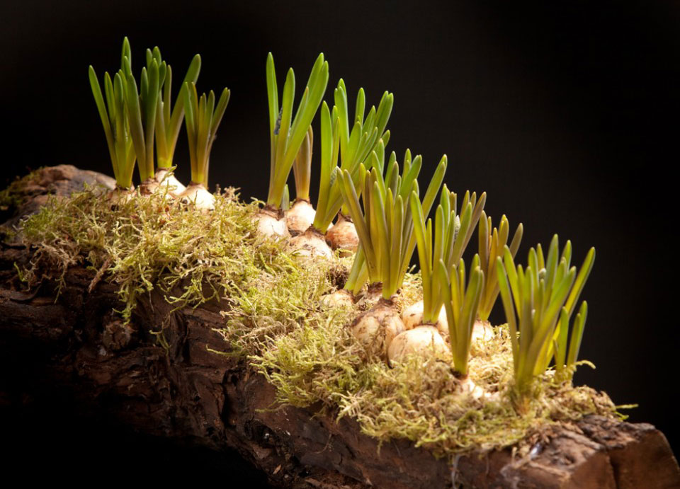 Die-unergründliche-Natur-Muscari