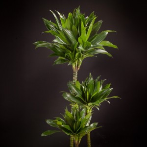 Dracaena Green Jewel - gruen - Pflanzen - 02237 - Certi