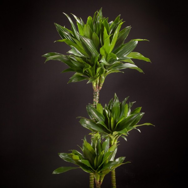 Dracaena Green Jewel – gruen – Pflanzen – 02237 – Certi