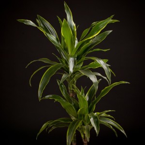 Dracaena deremensis Art - gruen - Pflanzen - 02238 - Certi