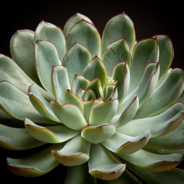Echeveria Pulidonis – grau – Pflanzen – 02052 – Certi Echeveria Pulidonis – grau – Pflanzen – 02052 – Certi