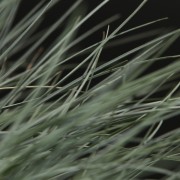 Festuca Intense Blue – blau – Siergrassen – Pflanzen – 11622 – Certi