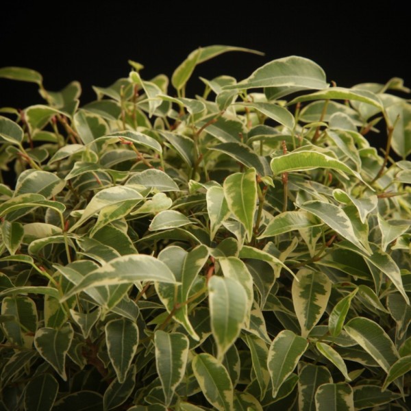 Ficus benjamina Lovely in Keramik – gruen – Pflanzen – 02200 – Certi