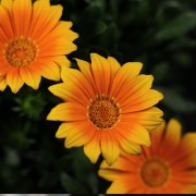 Gazania Jupiter – orange – Patio – Pflanzen – 01505 – Certi