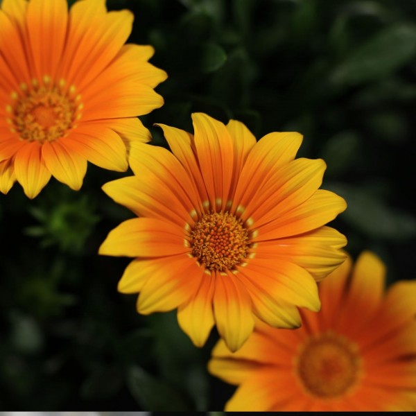 Gazania Jupiter – orange – Patio – Pflanzen – 01505 – Certi