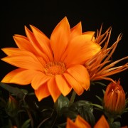 Gazania Sunflower Giant – orange – Terras – Pflanzen – 01548 – Certi Gazania Sunflower Giant – orange – Terras – Pflanzen – 01548 – Certi