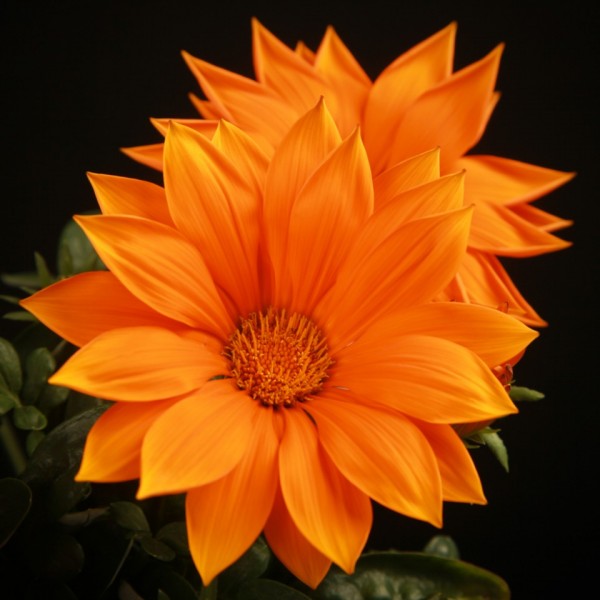 Gazania Sunflower Giant – orange – Terras – Pflanzen – 01548 – Certi Gazania Sunflower Giant – orange – Terras – Pflanzen – 01548 – Certi