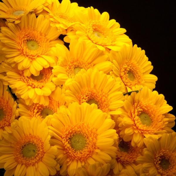 Gerbera Mini Banana – gelb – Snij Gerbera Germini  – Blumen – 01391 – Certi
