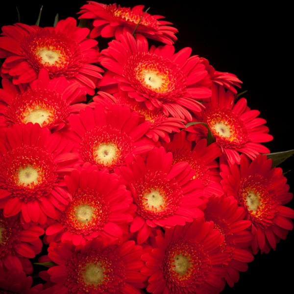 Gerbera Mini Red Jewel – rote – Snij Gerbera Germini  – Blumen – 01285 – Certi